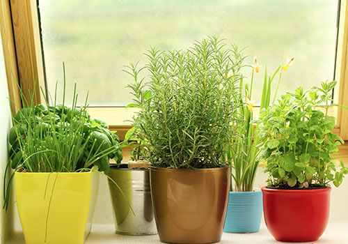  Plant your herbs in pots or tin cans, and make sure to water them when the soil gets dry. 