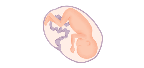 At 15 weeks, your baby is about the size of an apple. 